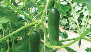 Parthenocarpic varieties and types of cucumbers for open ground