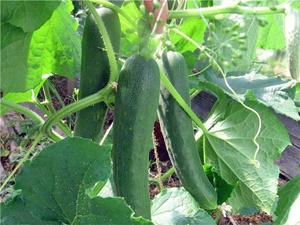 What are the varieties of cucumbers