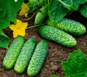 Growing cucumbers of different varieties