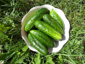 How to plant cucumbers