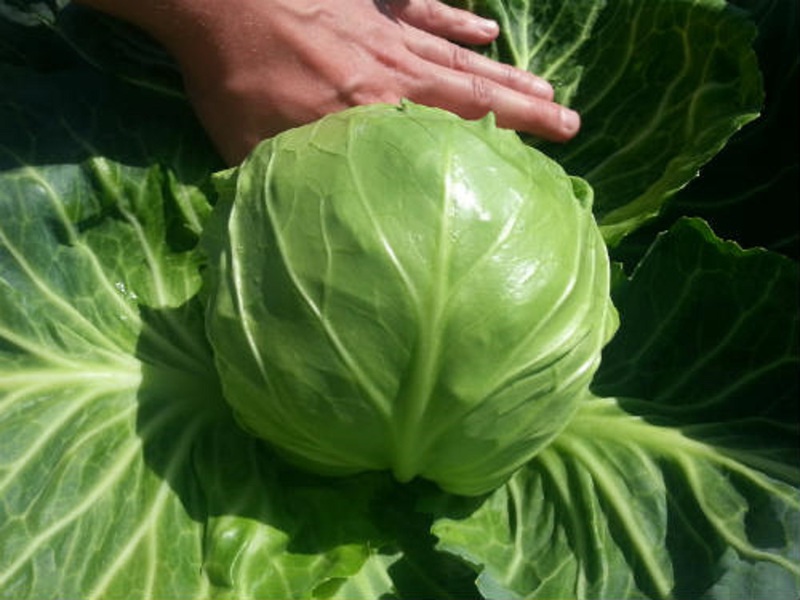 Characteristics of medium varieties of ripening white cabbage