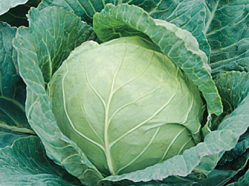 Description of the qualities of a medium late variety of white cabbage