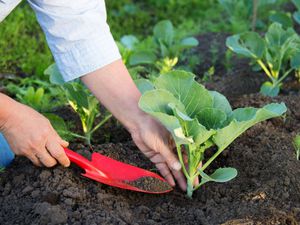 Description of methods of planting and caring for white cabbage