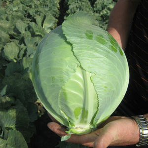 A characteristic description of medium late varieties of white cabbage and methods of cultivation