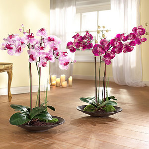 Description of Phalaenopsis orchid