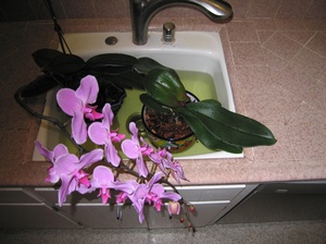 Features of watering Phalaenopsis orchids