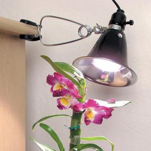 Lighting Tips for Phalaenopsis