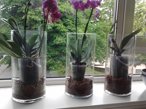 Features of care for the Phalaenopsis orchid after transplant