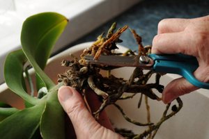 Instructions for Correct Pruning of Phalaenopsis