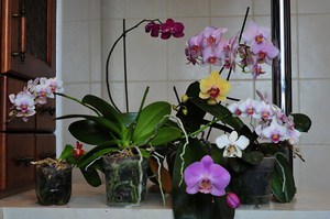 Description of the features of the flowering of Phalaenopsis and its care