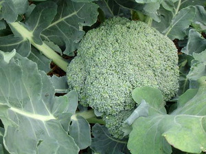 What are the varieties of broccoli cabbage