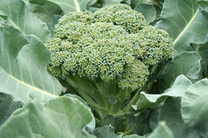 How to care for broccoli seedlings