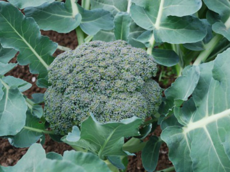 Varieties and hybrids of broccoli cabbage