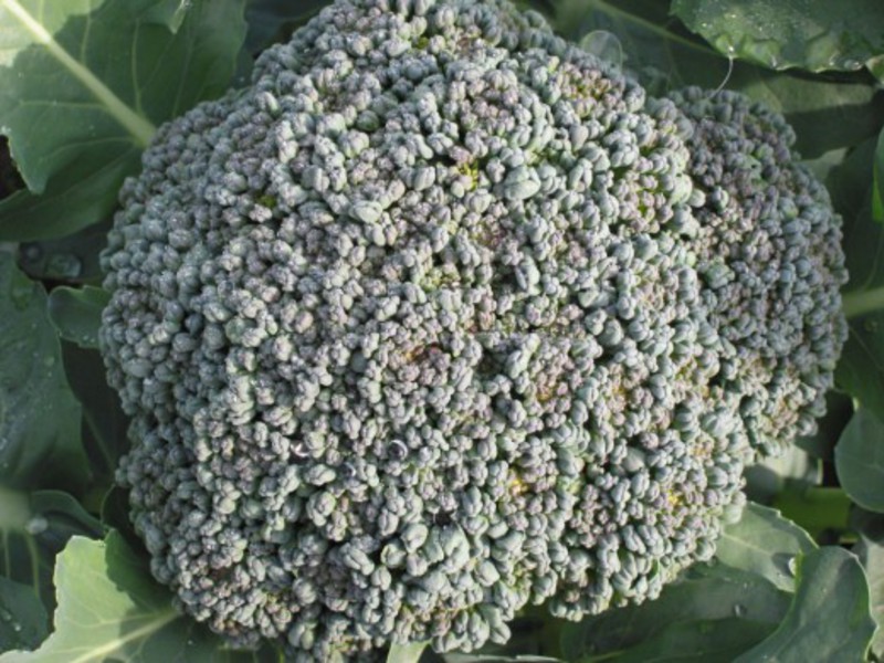 Growing broccoli with your own hands