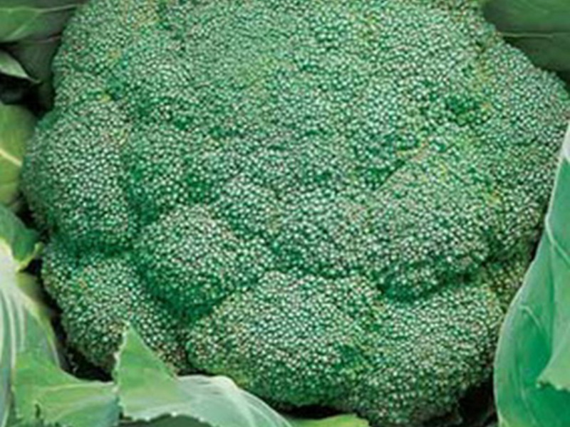 What is special about broccoli cabbage