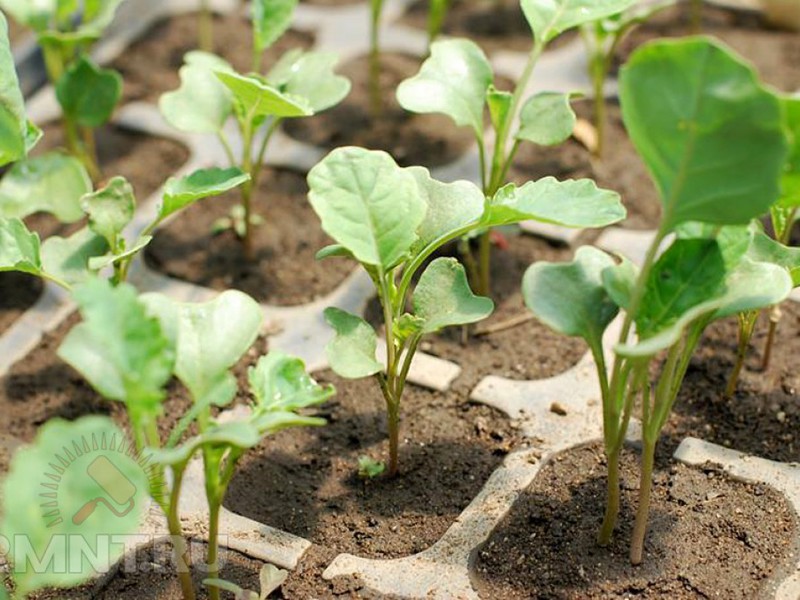 Seedlings of broccoli cabbage