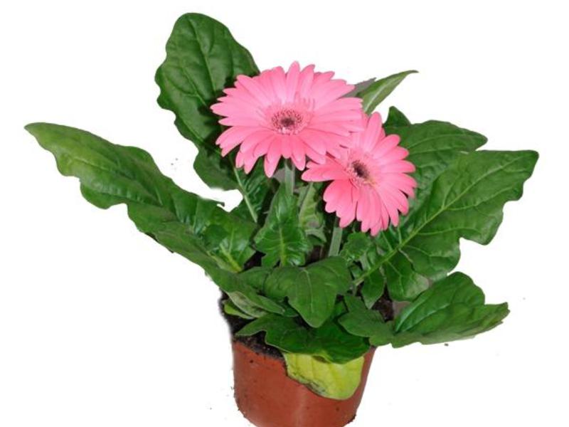 Indoor gerbera