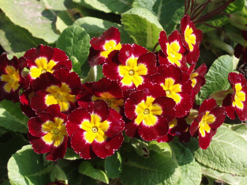 Indoor primrose