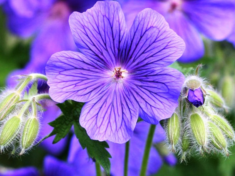 Geranium interior decoration