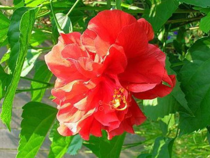 Chinese rose