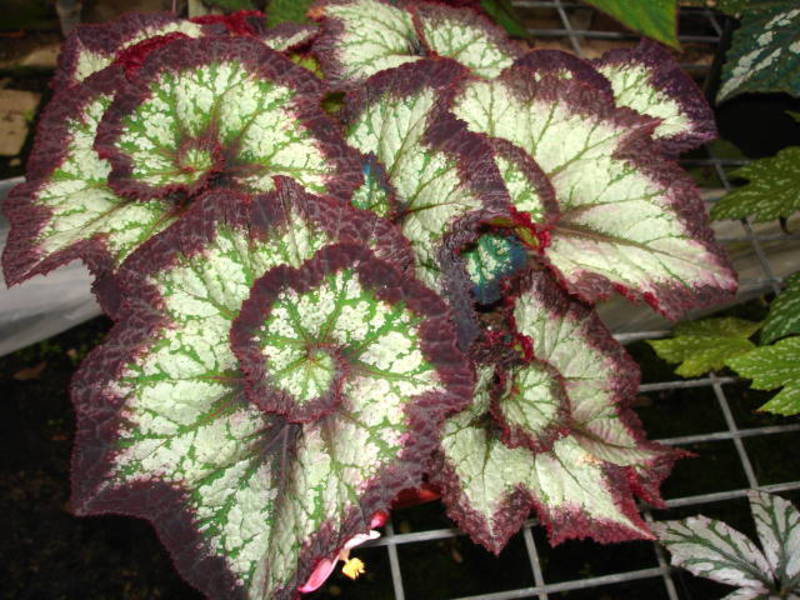 Indoor begonia