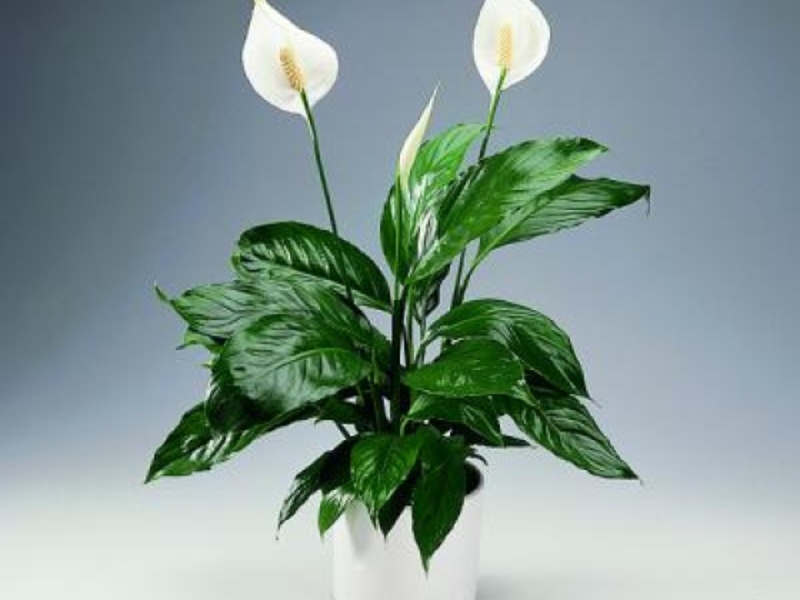 Spathiphyllum indoor