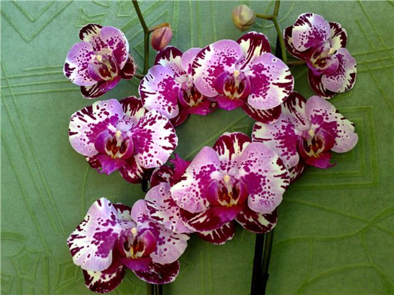 Orchid and rules for caring for it