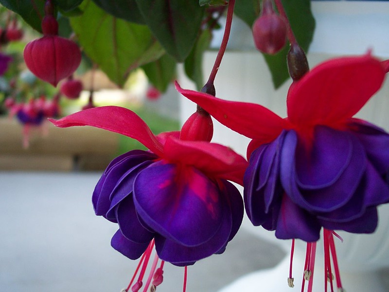 Fuchsia indoor