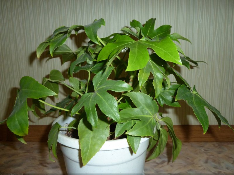 Blooming Japanese Fatsia