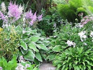 Hosta flower bed decoration