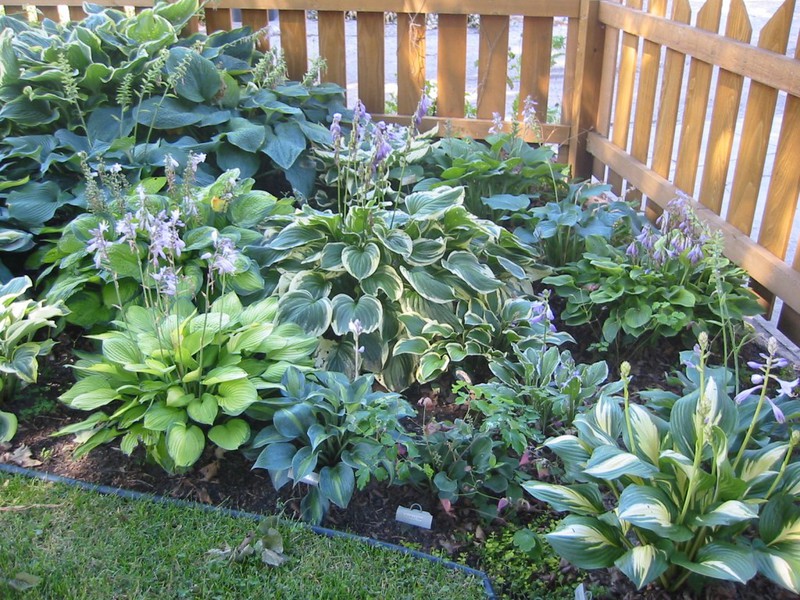 Hosta garden decoration