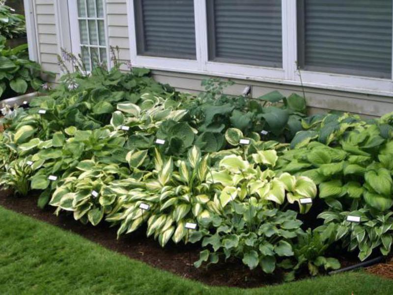 Hosta in a garden bed