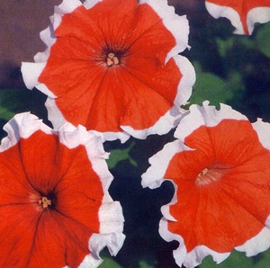 Growing varieties of petunias