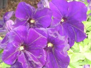 Home petunia flowers