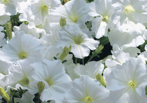 Classic variety of petunia