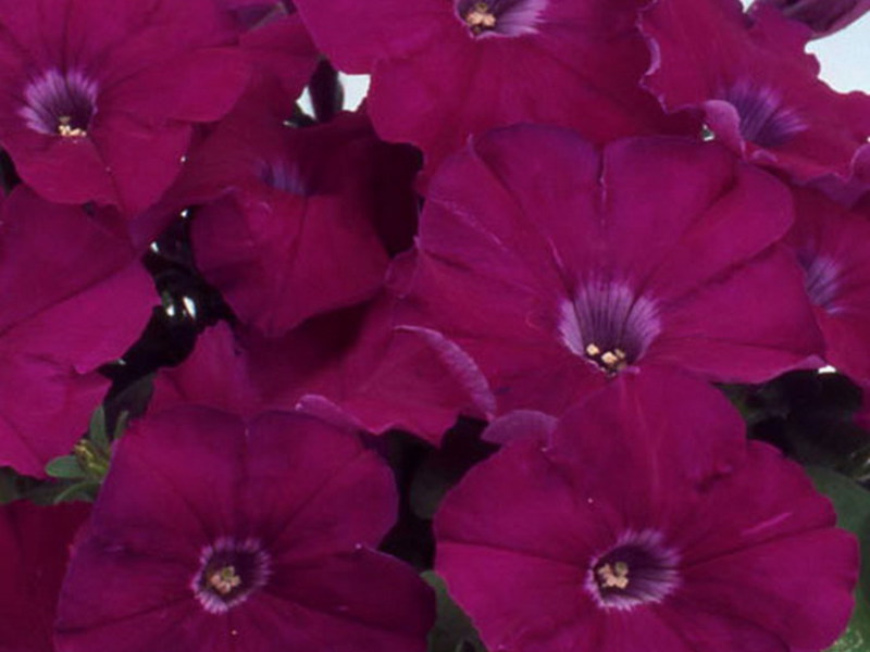 Hybrid petunia varieties