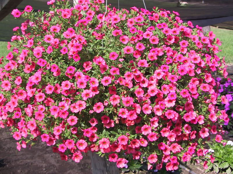 Petunias classification