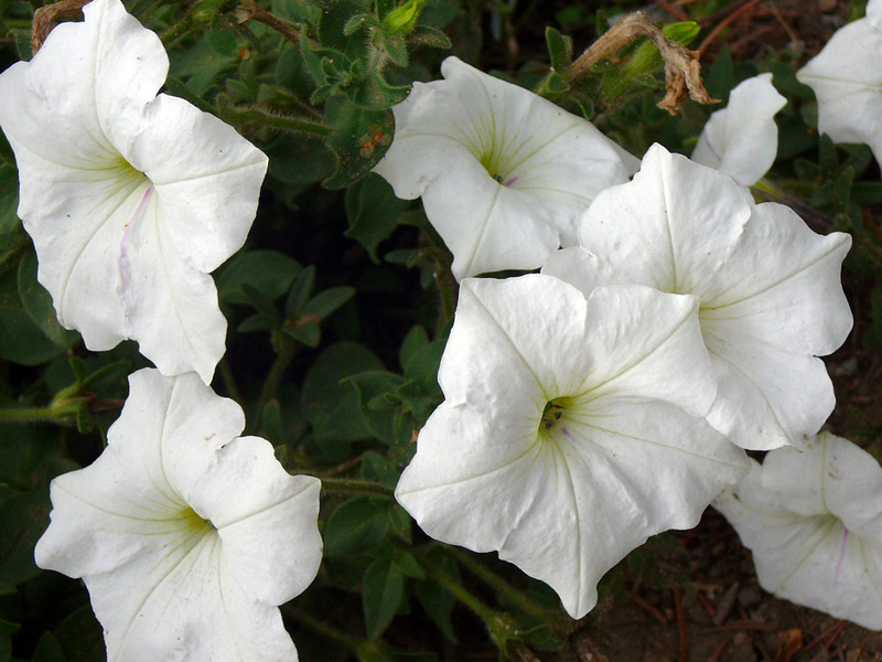 Growing varieties of petunias