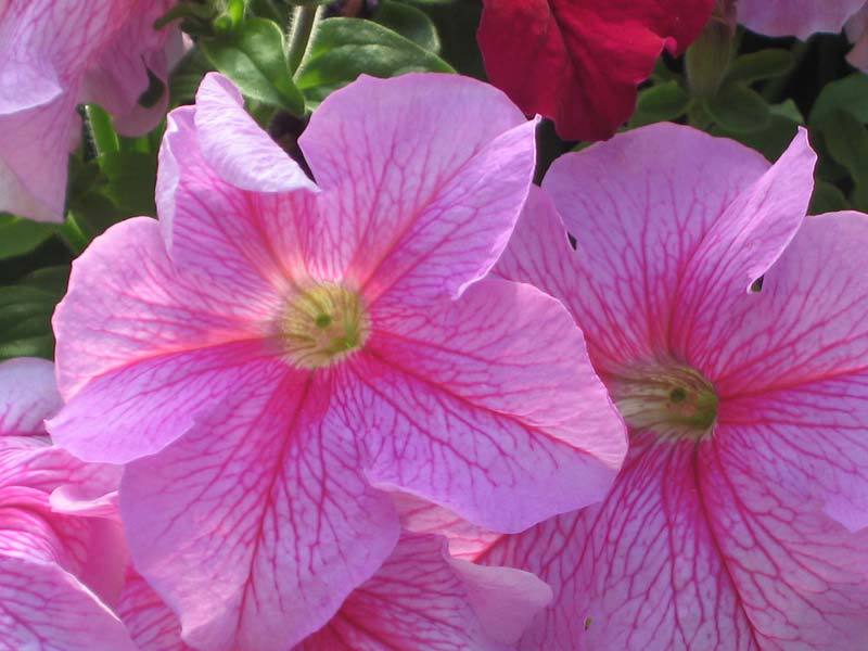 Shrub petunias.