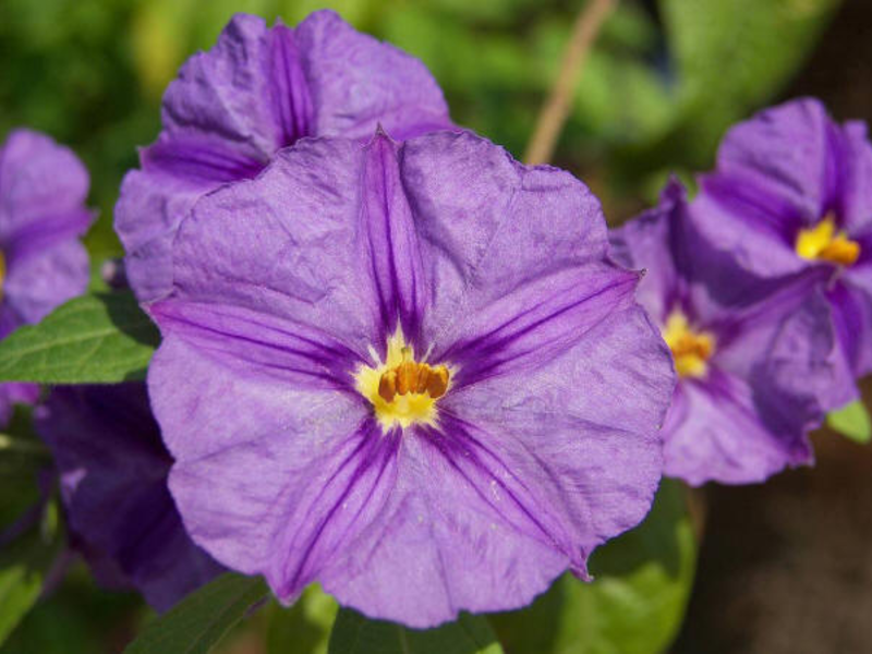 Varieties and hybrids of petunias