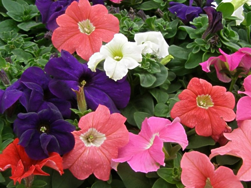 How to grow petunia