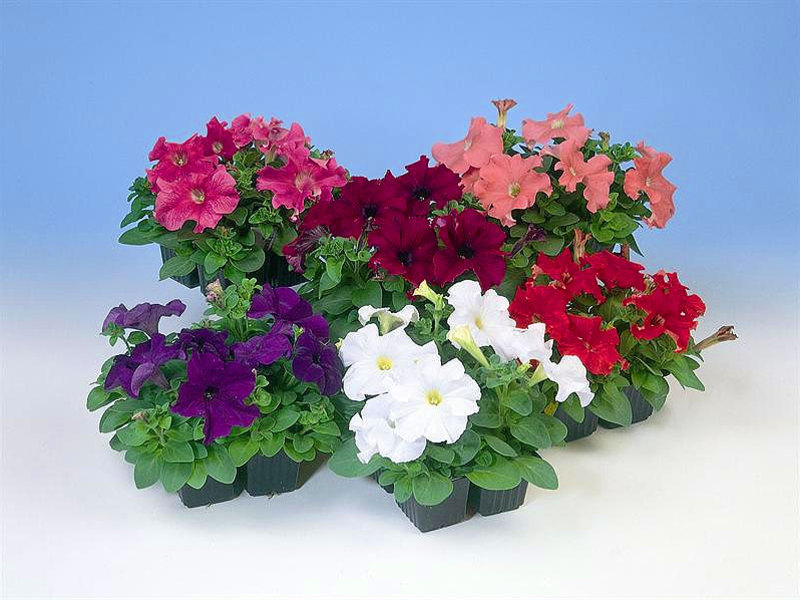 Features of petunia care