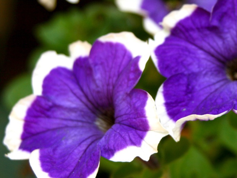 Petunia flowers