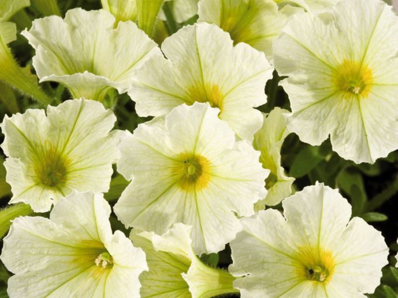 How long petunia blooms