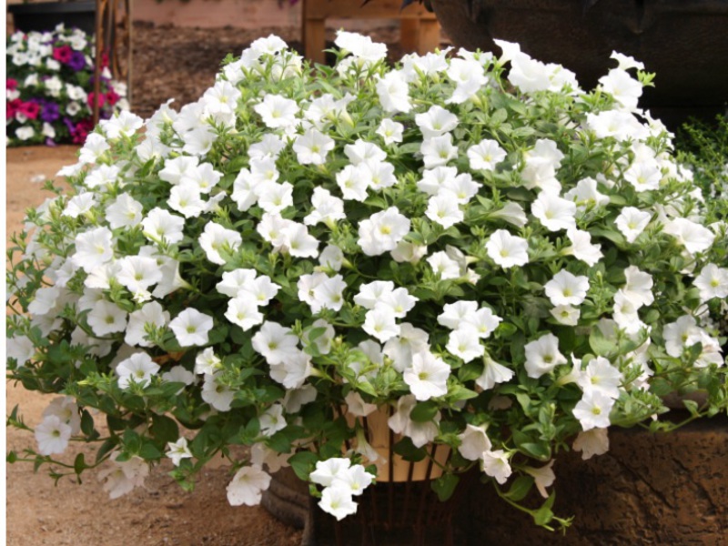 Petunia varieties