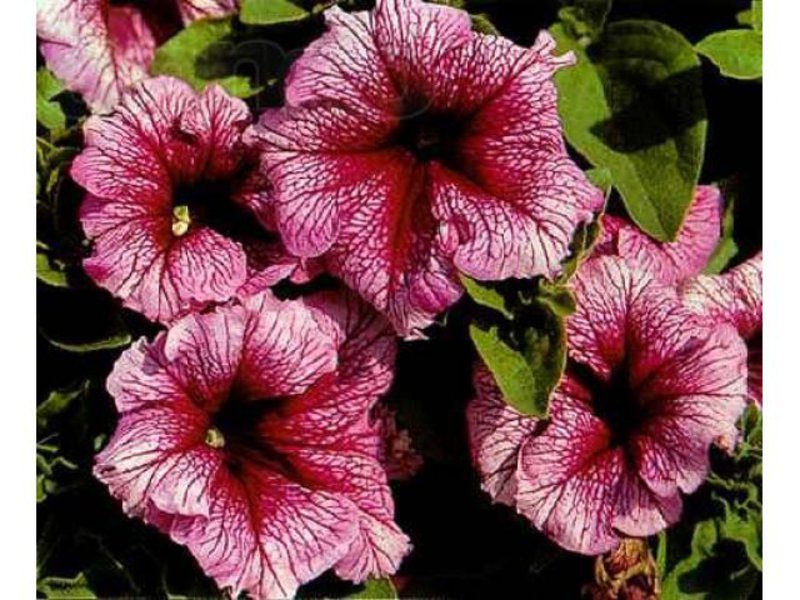 How to care for a petunia flower