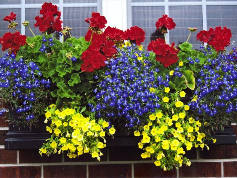 A variety of flowers for the balcony