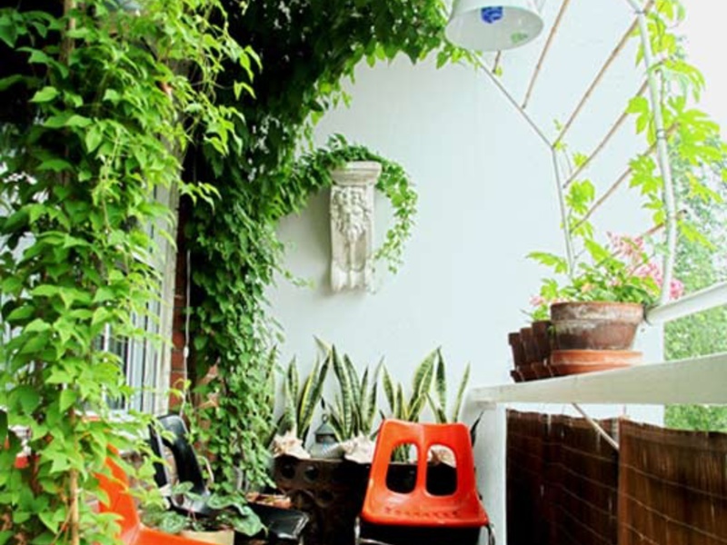 A variety of flowers for planting on the balcony