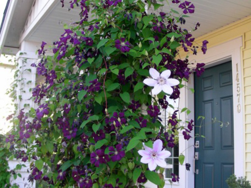 Petunias on the balcony.