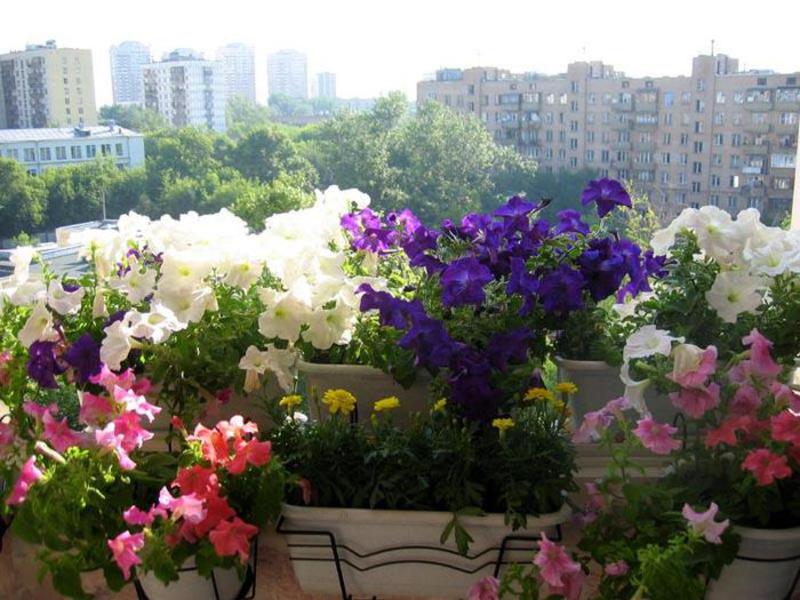 Flowers and shrubs for balconies